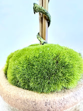 Load image into Gallery viewer, Olive Tree
