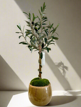 Load image into Gallery viewer, Olive Tree
