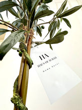 Load image into Gallery viewer, Olive Tree
